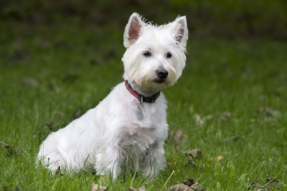 O West Highland White Terrier tem, no máximo, 28 cm