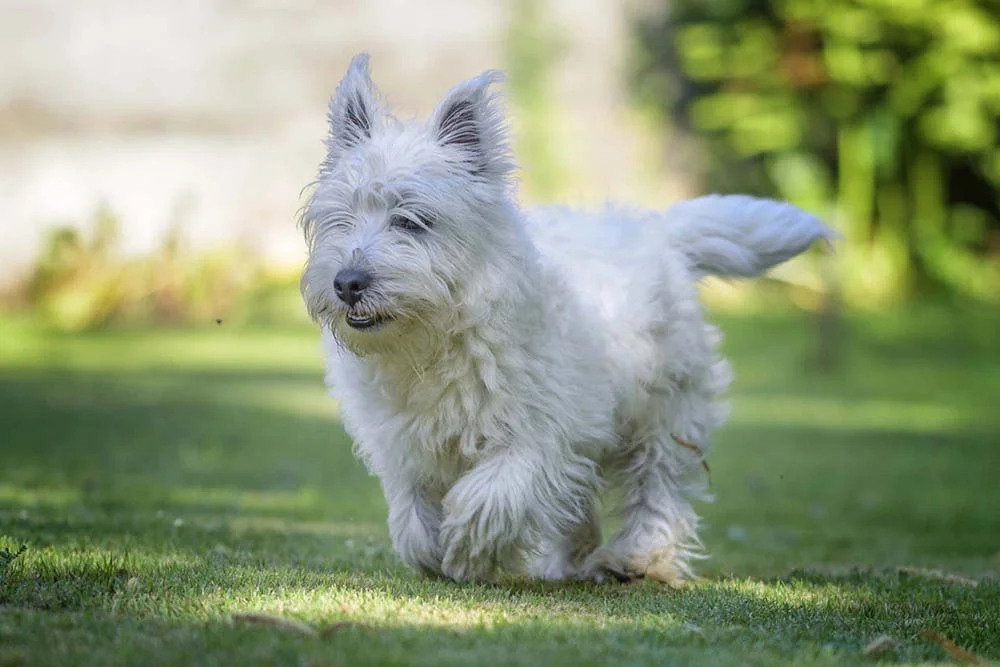 Peso do West Highland White Terrier fica entre os 6 Kg e 8 Kg
