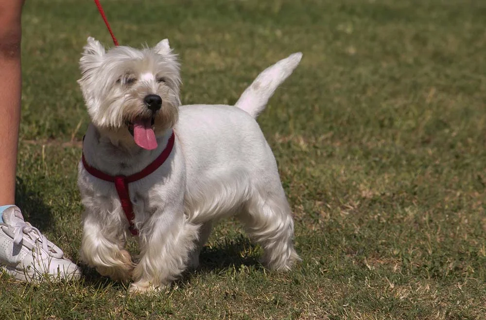 O West Highland White Terrier é brincalhão, mas um pouco teimoso