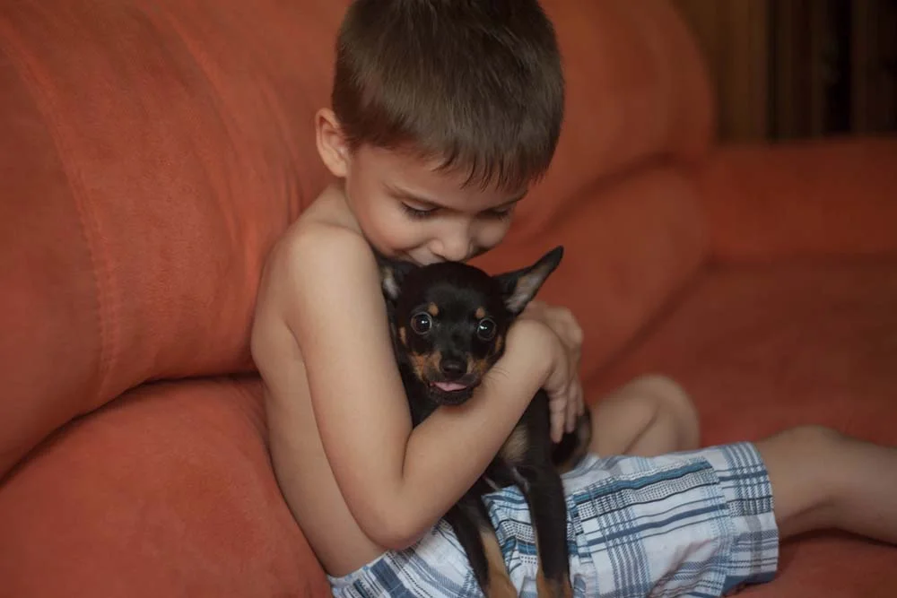 Cachorro Pinscher 0 é muito protetor com a família e se adapta bem em casas com crianças