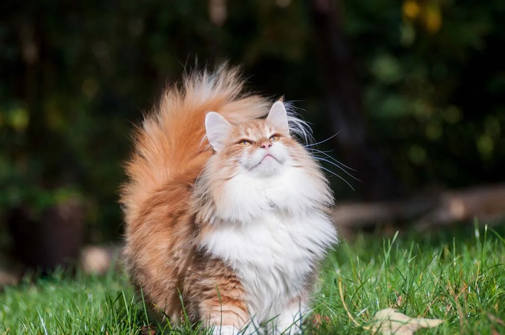 O gato Norueguês da Floresta possui uma linda pelagem volumosa e brilhante