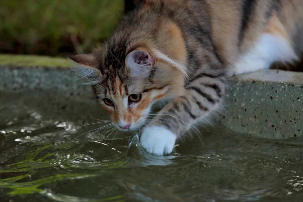 O gato Norueguês da Floresta adora estar em ambientes aquáticos