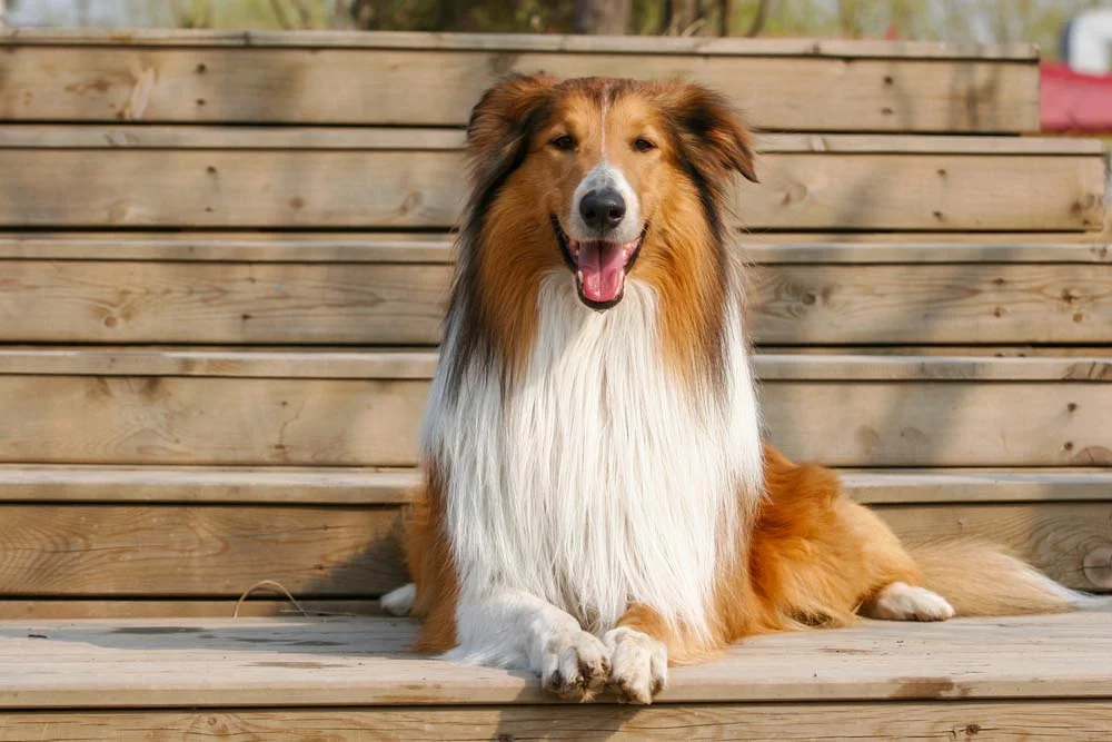 Tipo de Collie mais famoso é o Rough Collie, raça de cachorro do filme Lassie