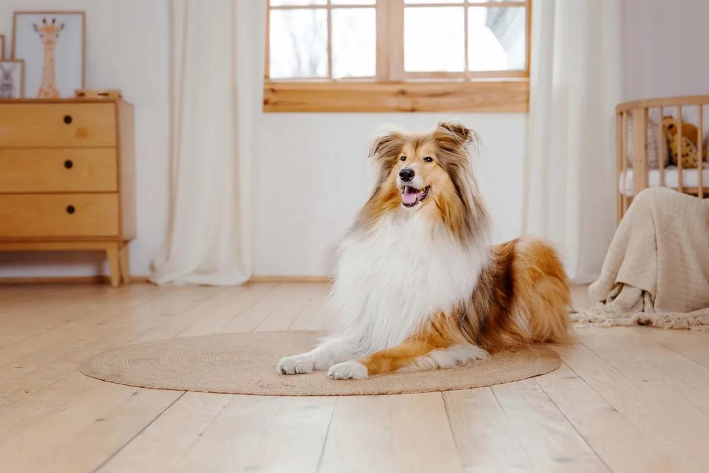 Raça Lassie é um Rough Collie, cachorro muito amoroso e gentil, como no filme!