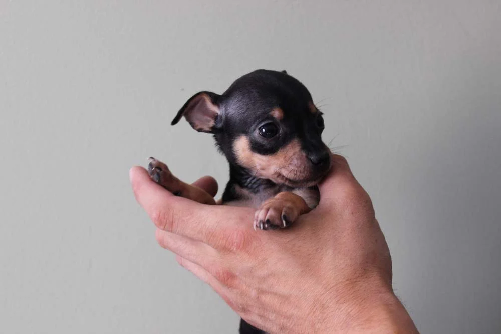 Pinscher 0 saiba mais sobre esse cachorro de raça pequena que é o