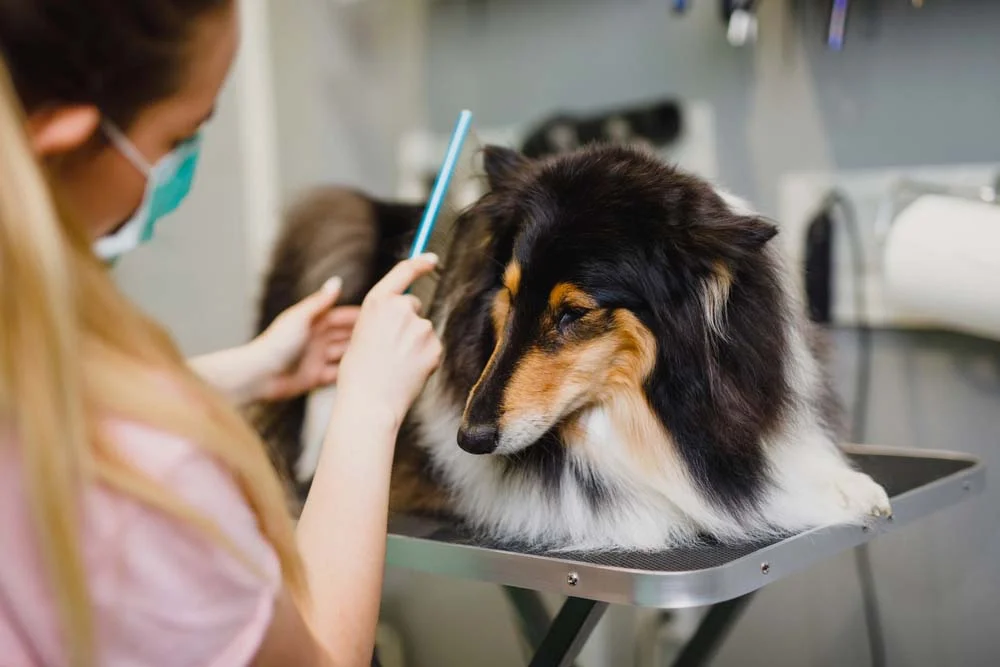 A pelagem densa do Rough Collie, raça do cachorro Lassie, precisa de muitos cuidados especiais