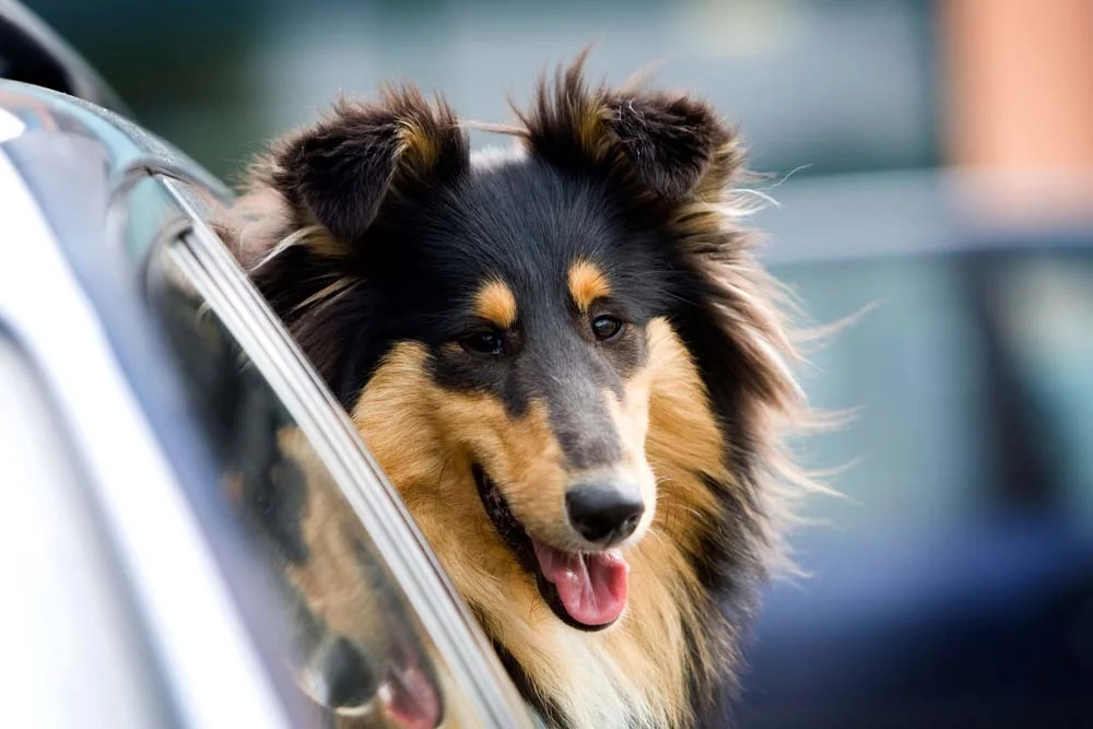 Muito companheira, a raça de cachorro Collie adora viajar com os tutores