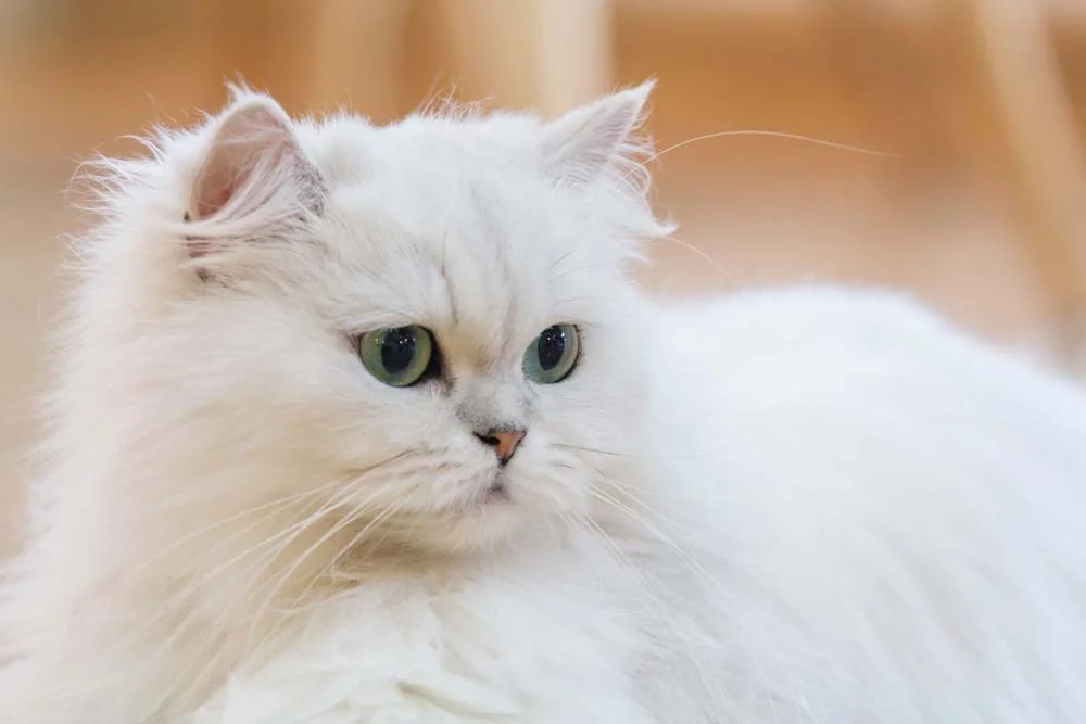 Gato Persa branco tem focinho e patas rosa, além de marcantes olhos azuis