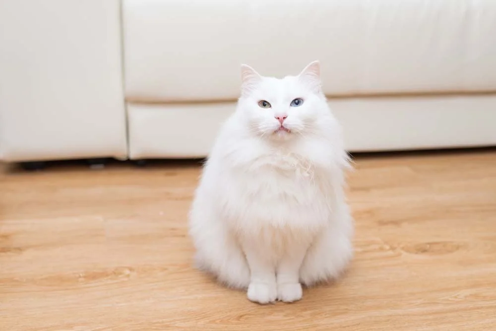 Gato Angorá é um gato todo branco grande e peludo muito brincalhão