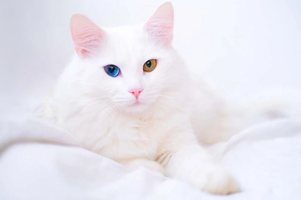 Gato branco Van Turco é uma raridade de personalidade sociável