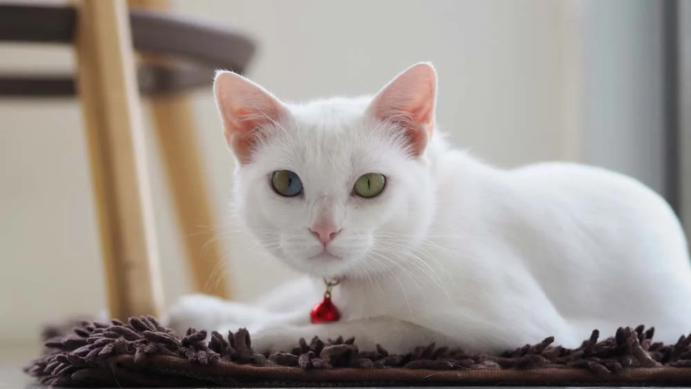 A raça Khao Manee é um gato branco que só existe nessa cor e mede até 35 cm