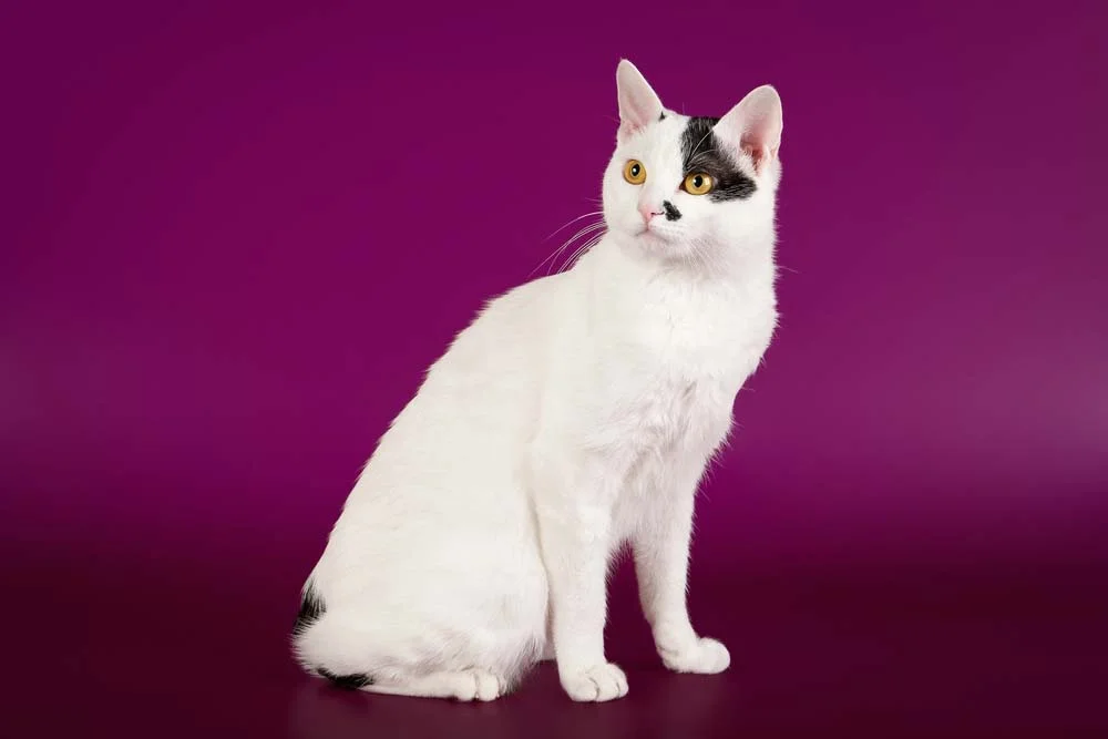 Gato Bobtail Japonês é predominantemente branco com leves manchas pretas ou laranjas