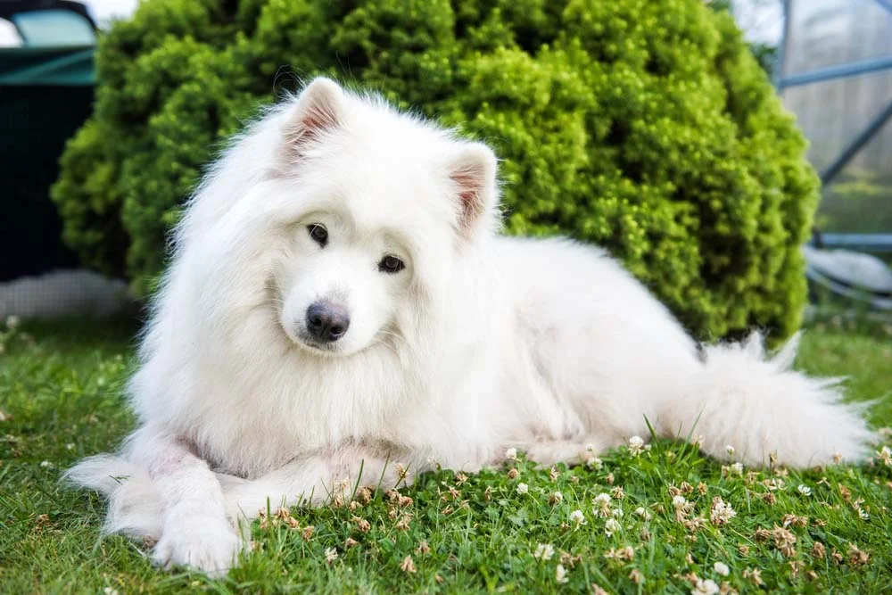Já uma raça de cachorro grande e peludo branco é o Samoieda