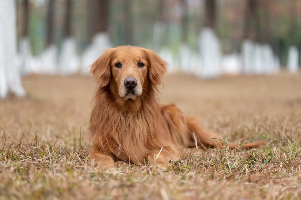 Raças de cachorro grande e peludo: Golden Retriever é um dos cães mais amados
