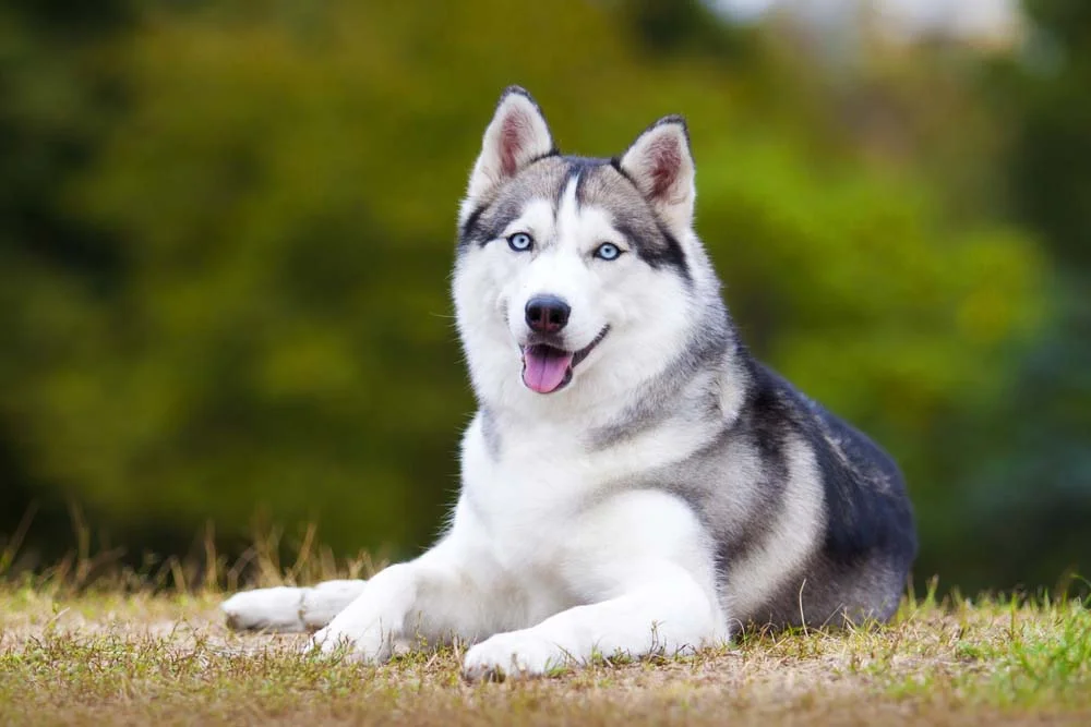 Husky Siberiano: o cachorro grande peludo parece um lobo