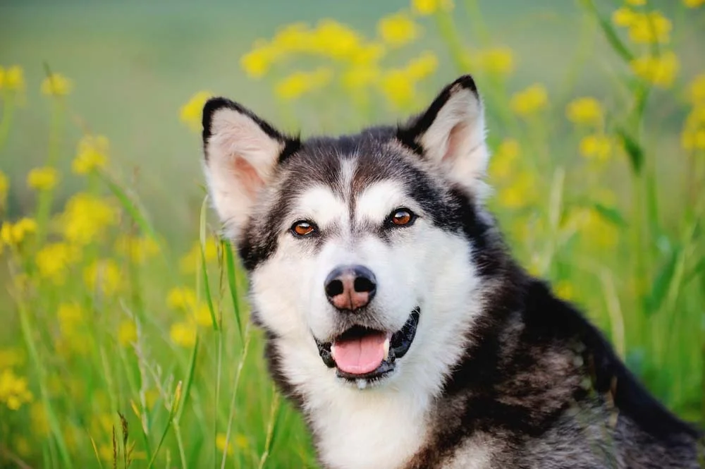 Malamute do Alaska: olhos do cachorro são sempre castanhos ou escuros