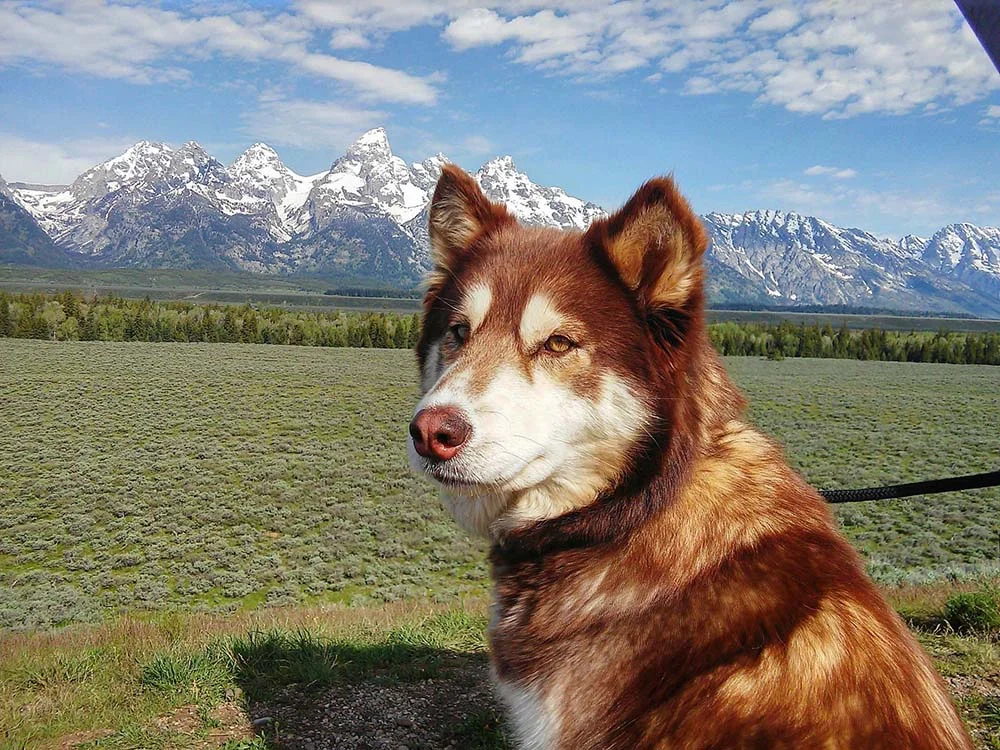 O Malamute do Alaska é um cãopanheiro incrí­vel em muitos sentidos