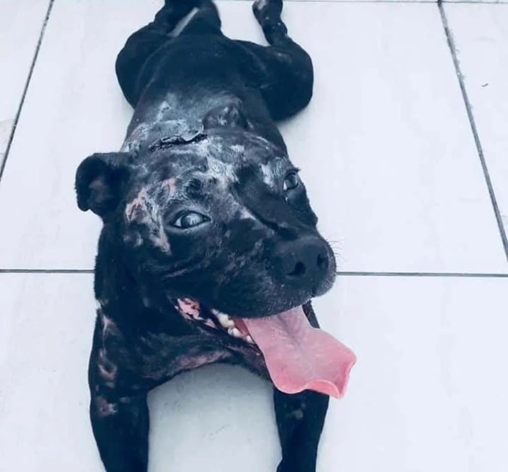 A Staffordshire Bull Terrier, Janaína, foi resgatada e adotada pela família da Alessandra Santos