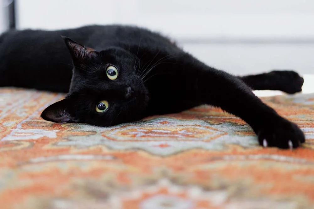 Gato de Pelo Curto na cor preta também é comum