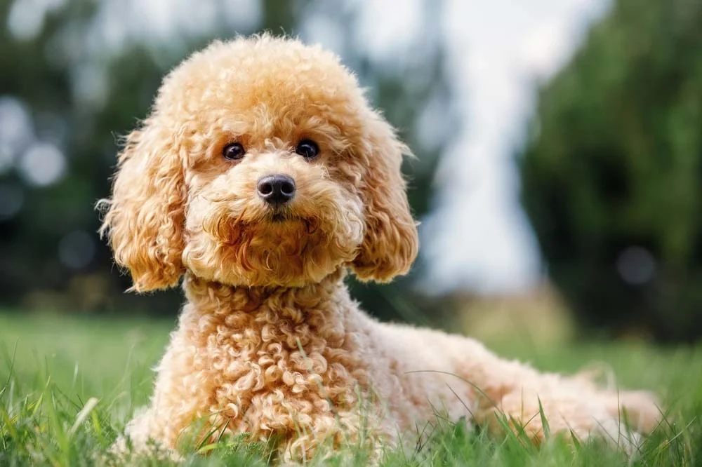 O Poodle Toy combina com nomes fofinhos, delicados e alegres
