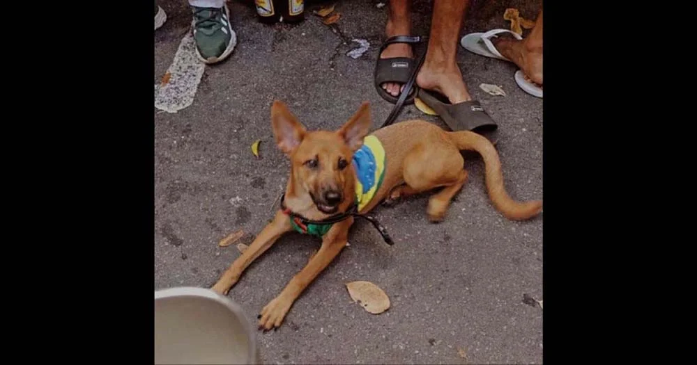 A cadelinha Odara foi até pra rua comemorar os gols do Brasil