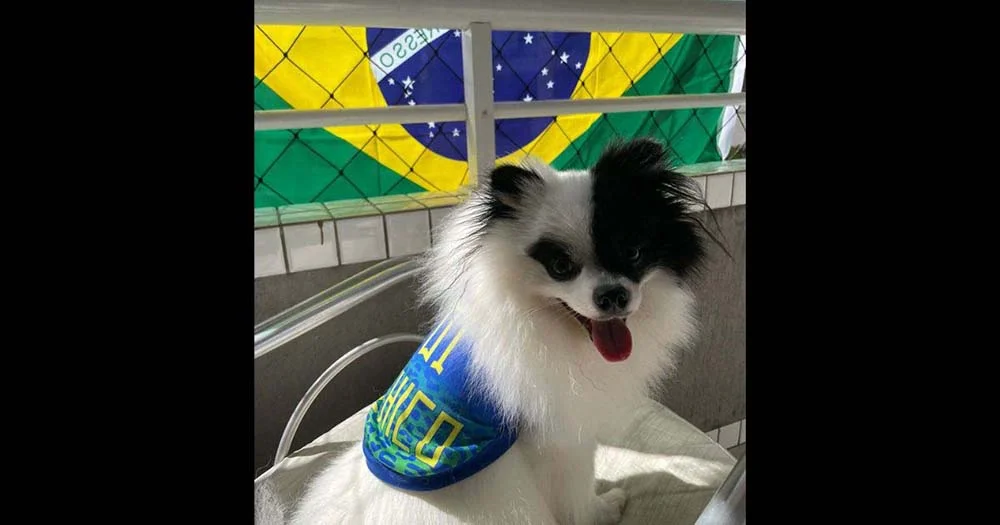 O Chico usou todo o seu charme para torcer pelo Brasil em grande estilo!