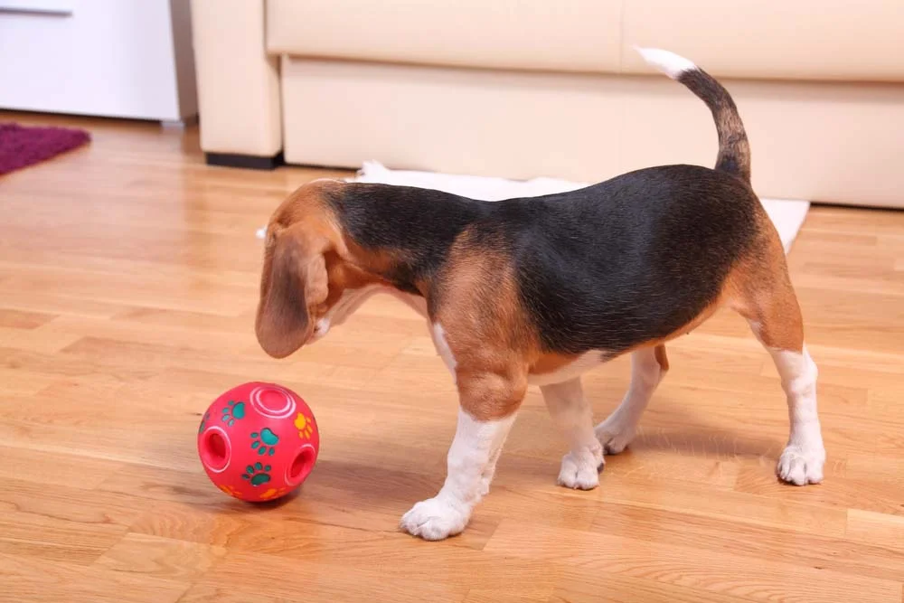 Um presente de natal para cachorro muito divertido é a bola com dispenser de ração