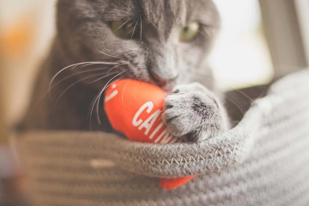 Um presente para gato que sempre faz sucesso é o brinquedo com catnip