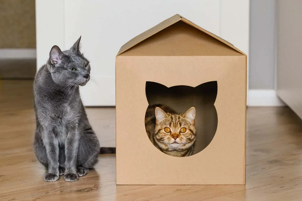 A casinha de papelão para gato é um presente divertido que todo bichano adora