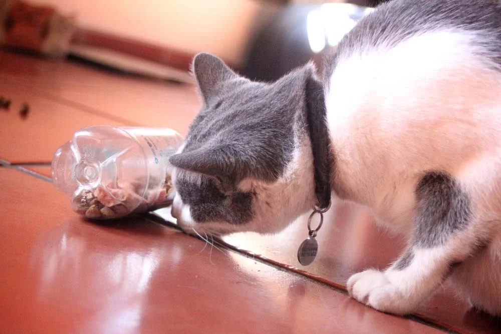 Uma simples garrafa pet recheada de petiscos pode ser o presente para gato perfeito