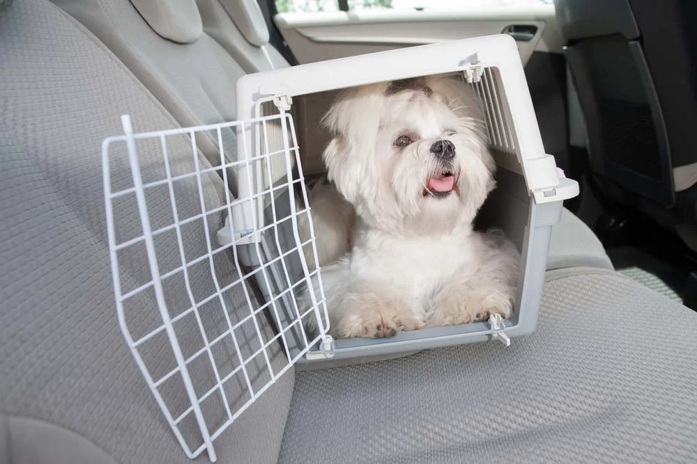 Caixa para transporte de cachorro feita com plástico é a mais comum