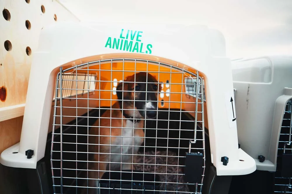 Caixa de transporte: cachorro no avião precisa de um modelo seguro e com suporte para potes de água e comida