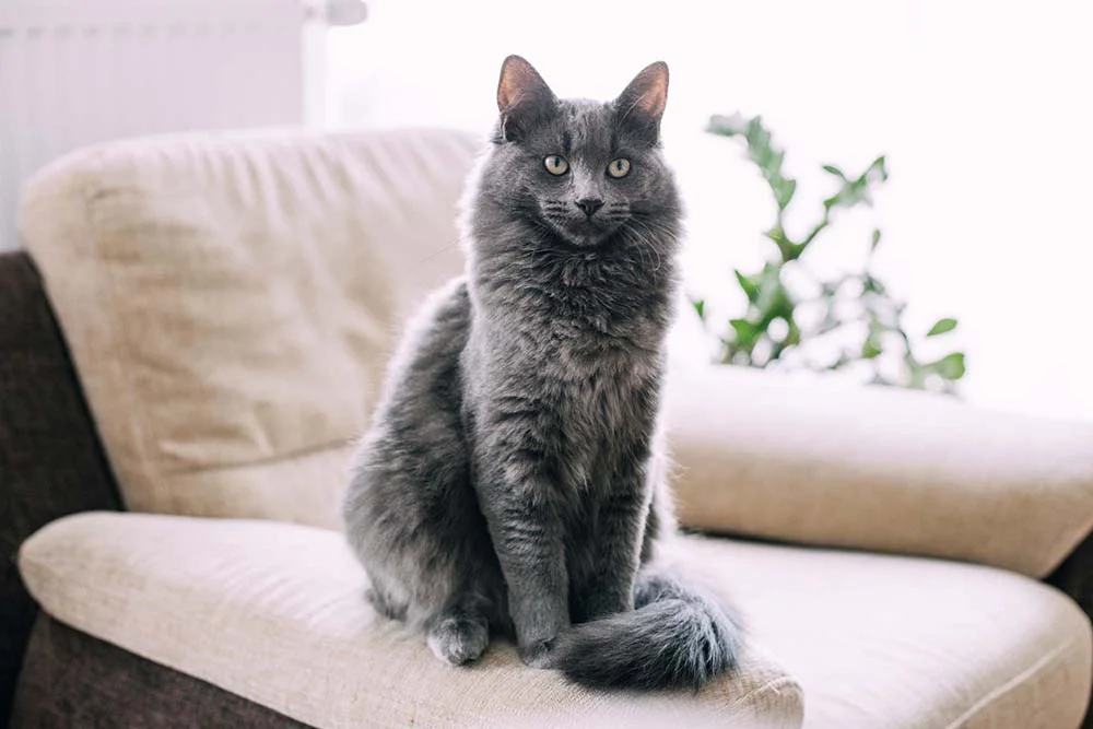 O gato Maine Coon cinza por completo é raro
