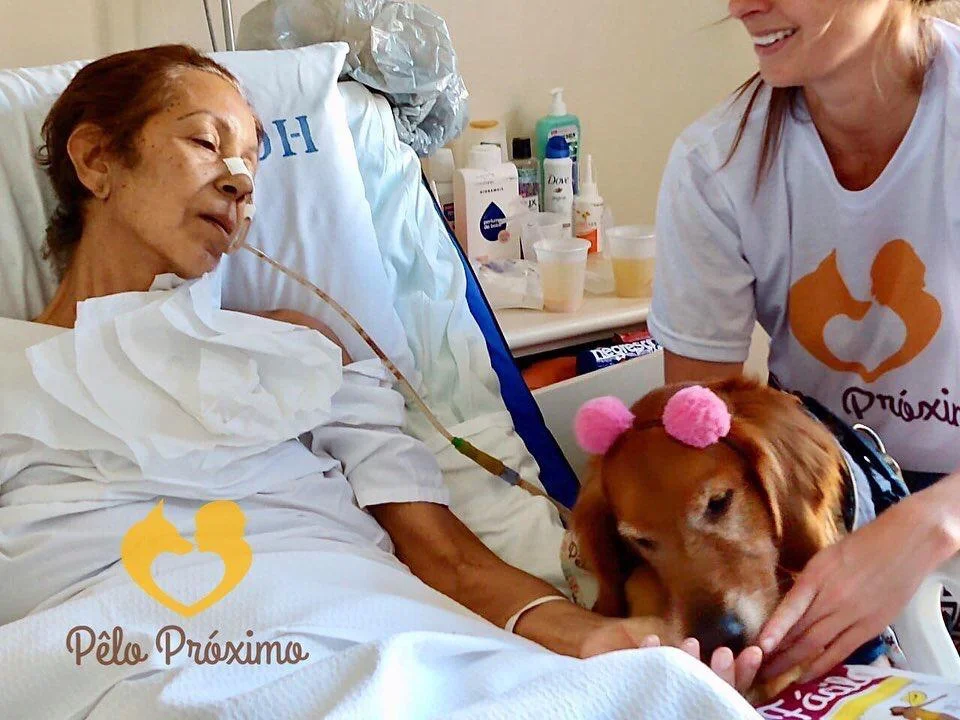 Cão Terapeuta: a Luna visita pacientes em situação terminal no Rio de Janeiro