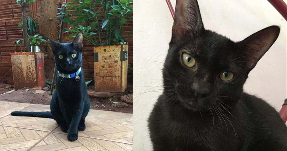Dayse Lima, tutora do Salim, sempre teve felinos e disse que os gatos pretos são os mais carinhosos!