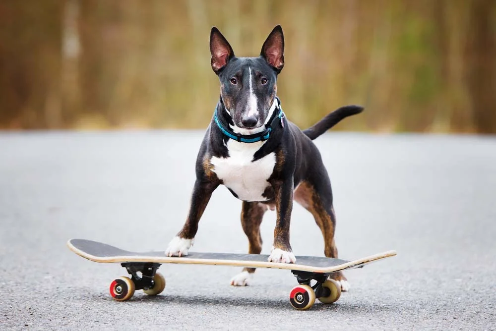 Bull Terrier em cima de skate