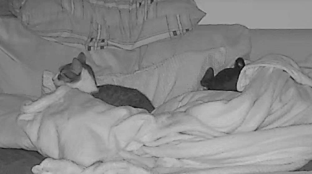 Essa câmera pet mostra a Mia e a Amora dormindo juntinhas!