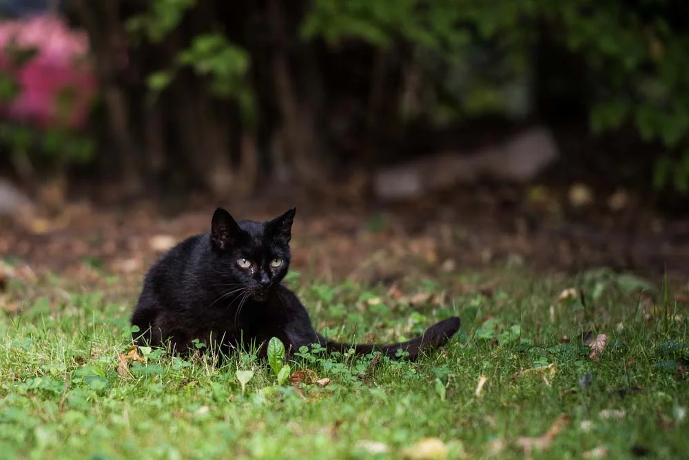 Sexta-feira 13: gato preto pode sofrer muito preconceito nessa data.