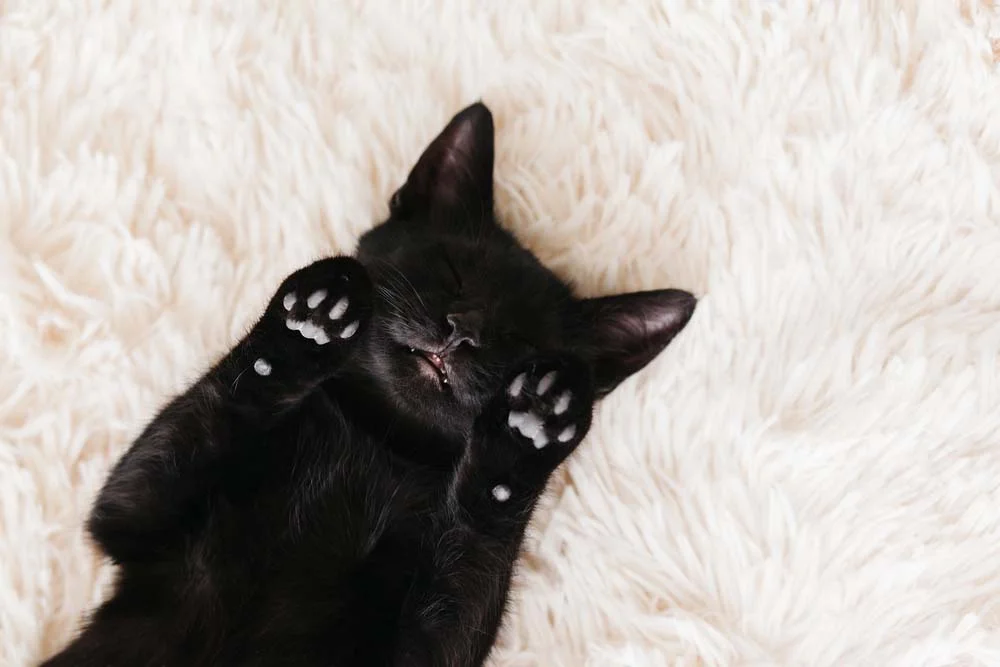 Gatos pretos são tão fofos, carinhosos e brincalhões quanto qualquer outro gato.