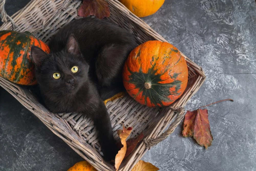 Sexta-feira 13: gato na cor preta é frequentemente relacionado ao universo das bruxas.