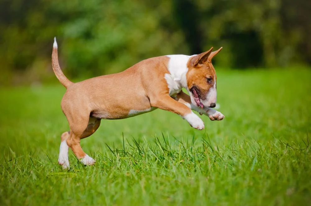 Bull Terrier filhote pulando e brincando
