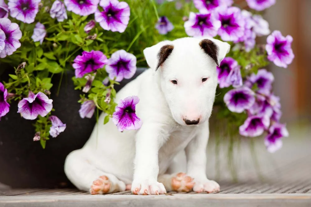 Bull Terrier branco perto de flores roxas
