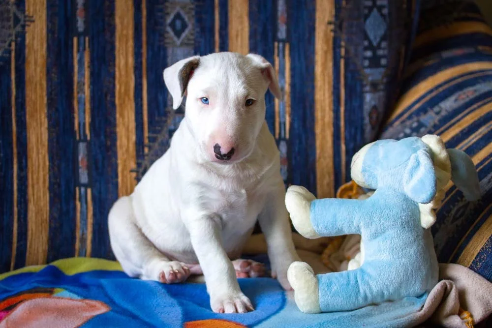Bull Terrier filhote sentado com brinquedo de pelúcia