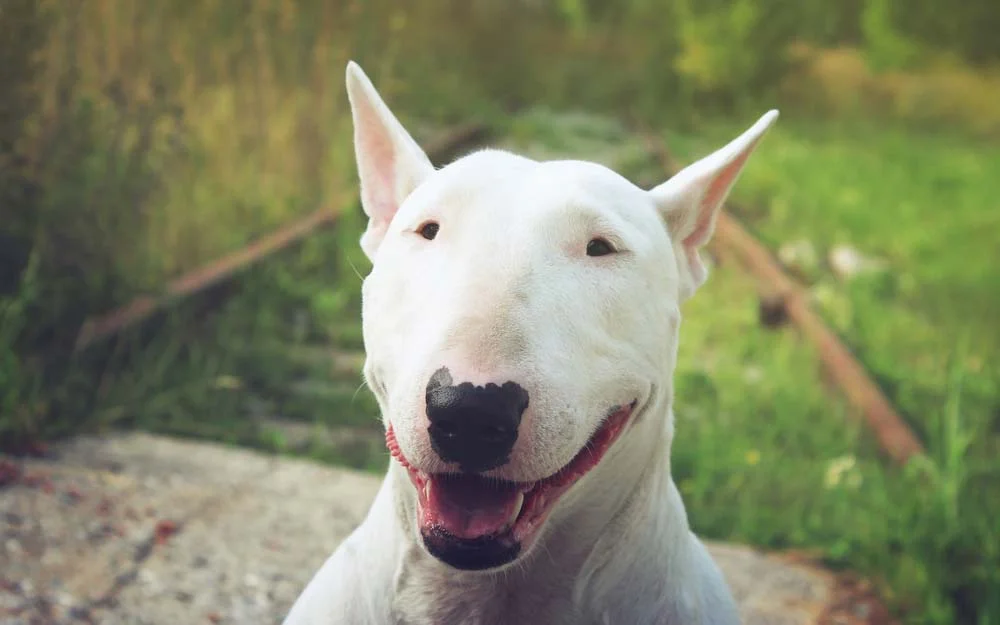 Bull Terrier feliz com a boca aberta