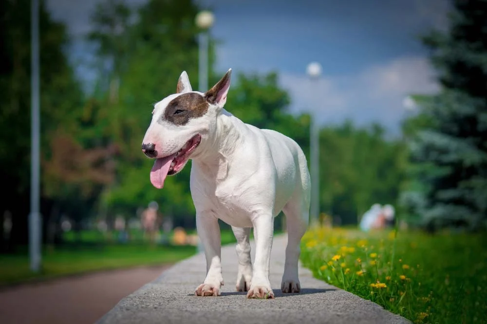 Bull Terrier andando no parque
