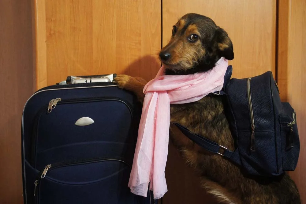 A mochila do cachorro pode combinar com a mala do tutor!