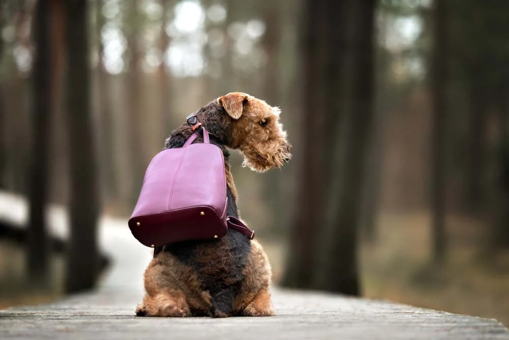 Cachorro pode viajar com o tutor sem deixar o estilo de lado