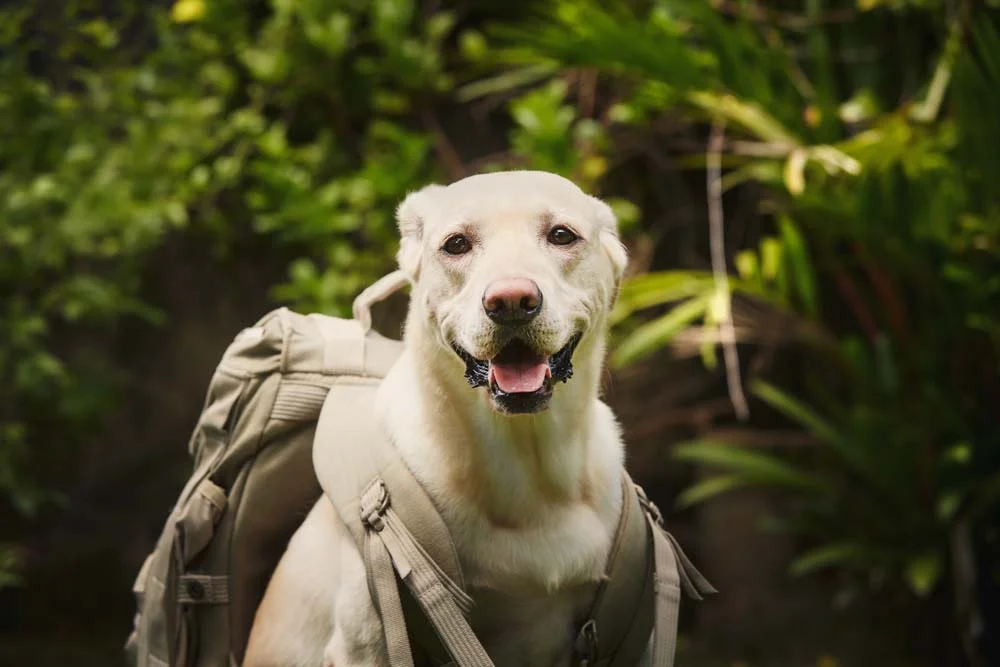 Até aqueles cães aventureiros precisam da sua mochila!