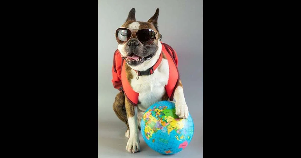 Ao viajar com o cachorro pelo mundo, não se esqueça da mochilinha dele!