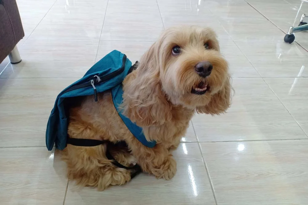 A mochila de cachorro também é super útil para ir ao veterinário